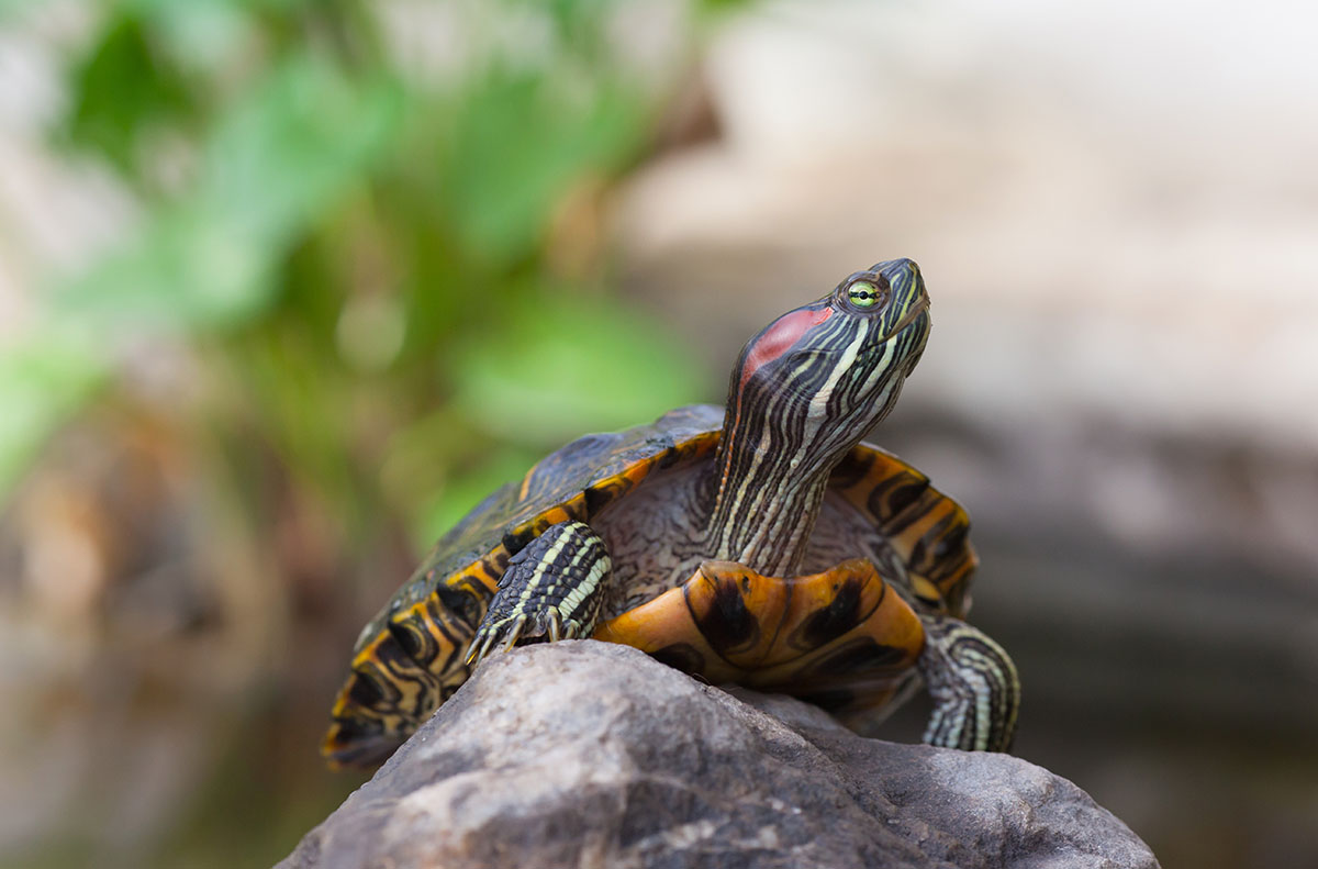 Turtle keeping can be easier with these 10 things you need to keep your turtle happy and healthy.