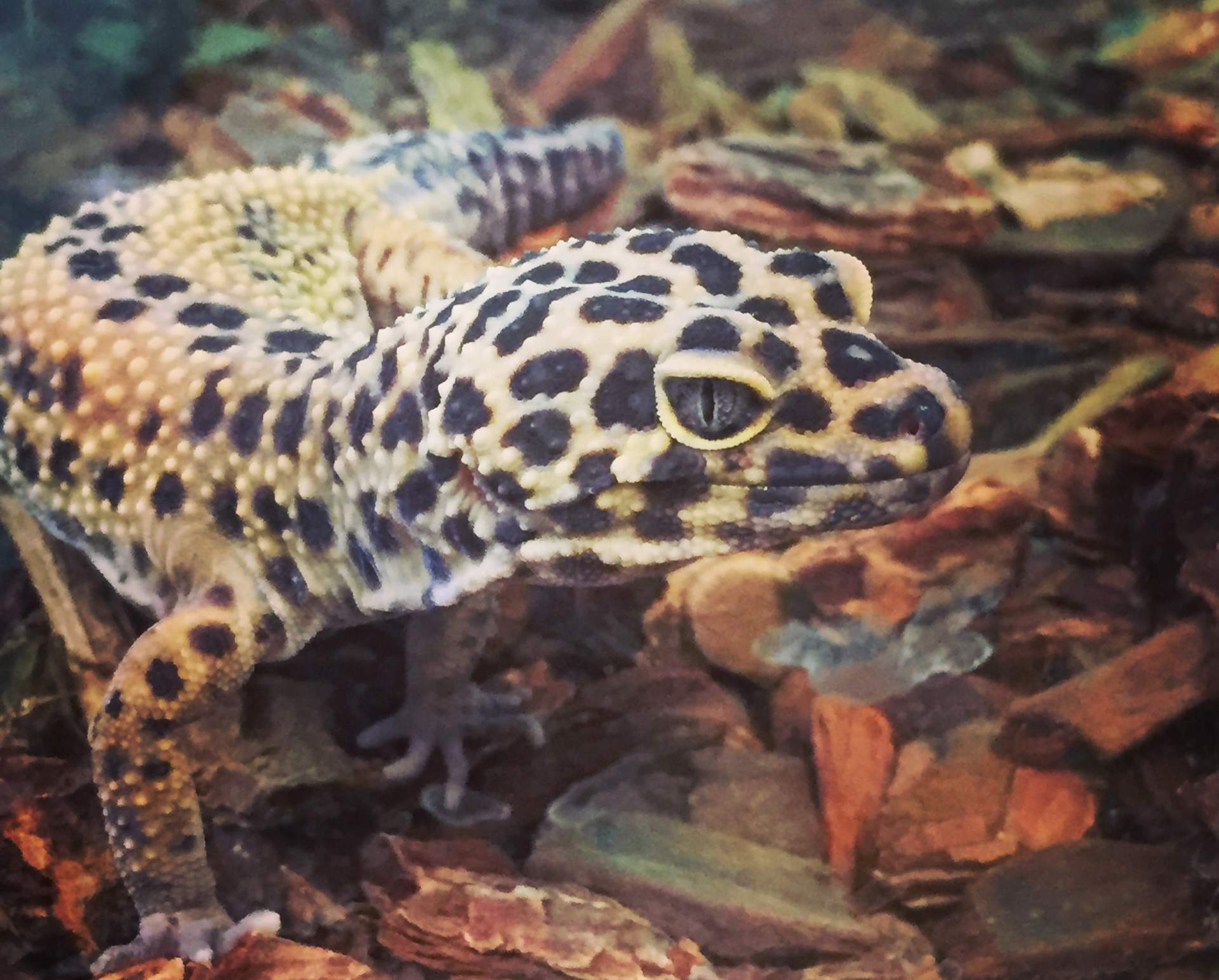 Leopard Gecko on Bedding