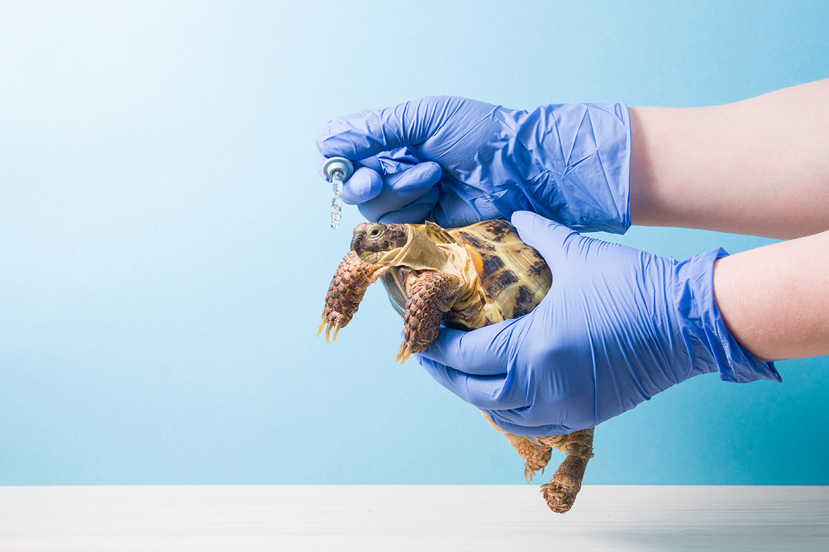 You can prevent common issues when caring for your turtle with a bit of foresight and regular attention. 