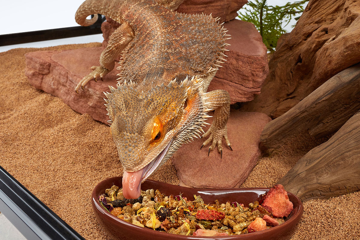 Providing your bearded dragon with enrichment activities helps prevent boredom.