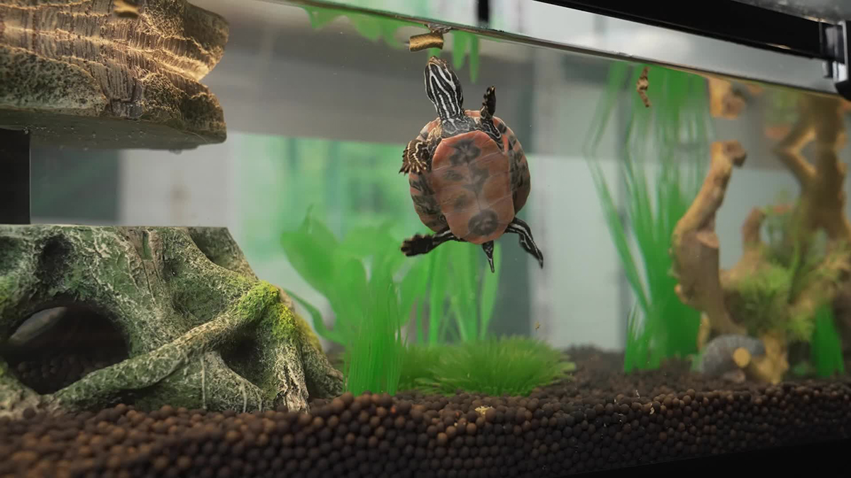 Creating the perfect habitat for your aquatic turtle is easy with a few tips. 