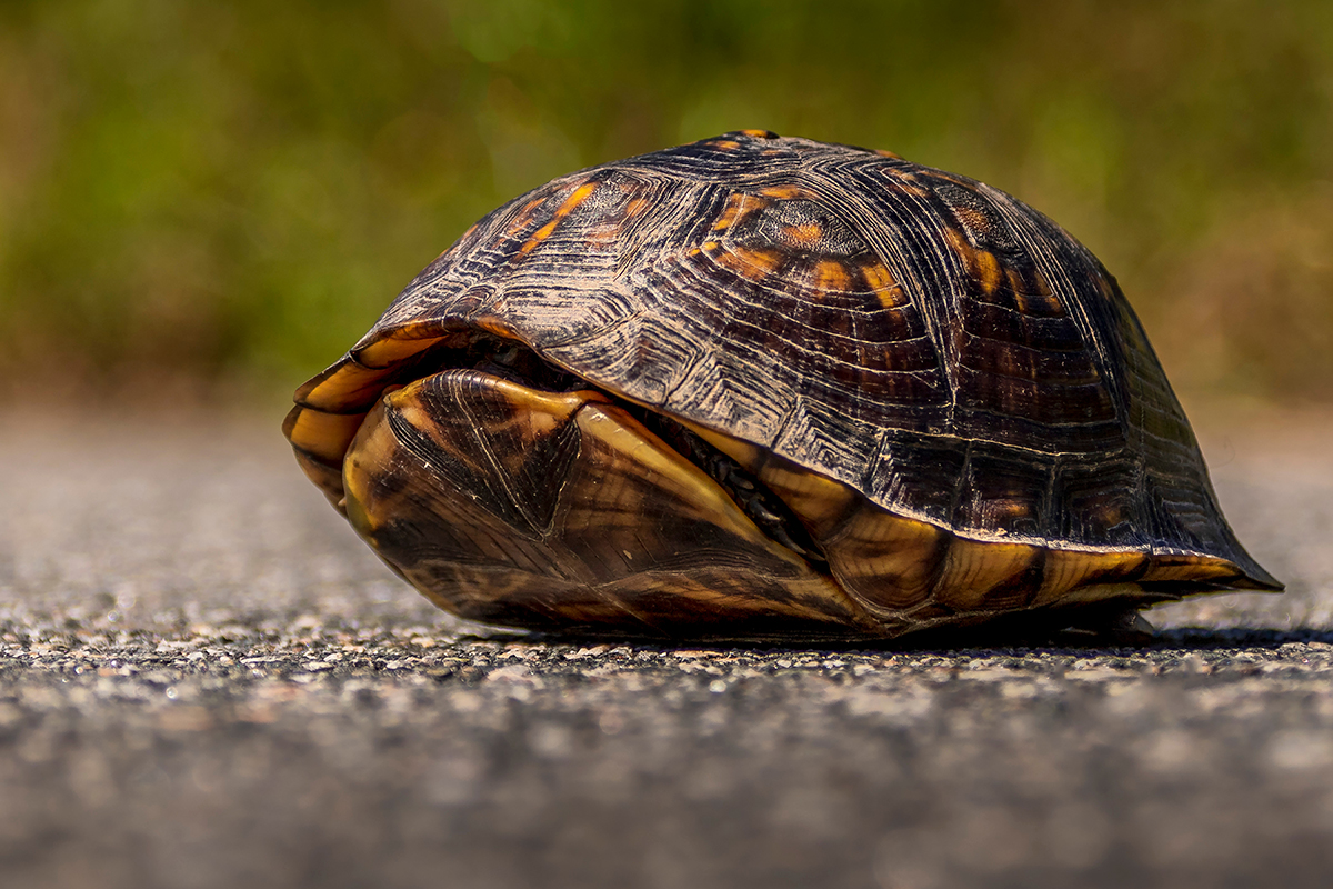 Your turtleâs shell can be a source of information about its health and can give you clues to the turtleâs age. 