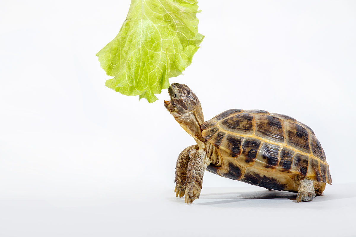 Feeding your pet turtle can include a variety of leafy greens like Romaine lettuce.