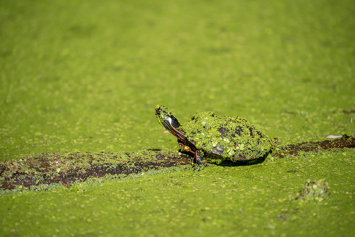 An aquatic turtle tank will turn green when too much algae is present in the water. 