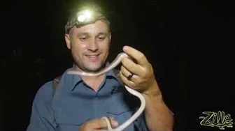 Zilla Beyond The Glass