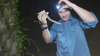 Zilla Beyond The Glass