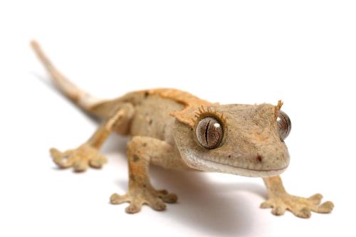 All types of cheap pet lizards