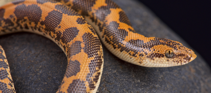 5 Types of Small Pet Snakes For Reptile Lovers