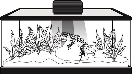 Drawing of lizard in zilla terrarium showing red colored heat rays and yellow colored light rays