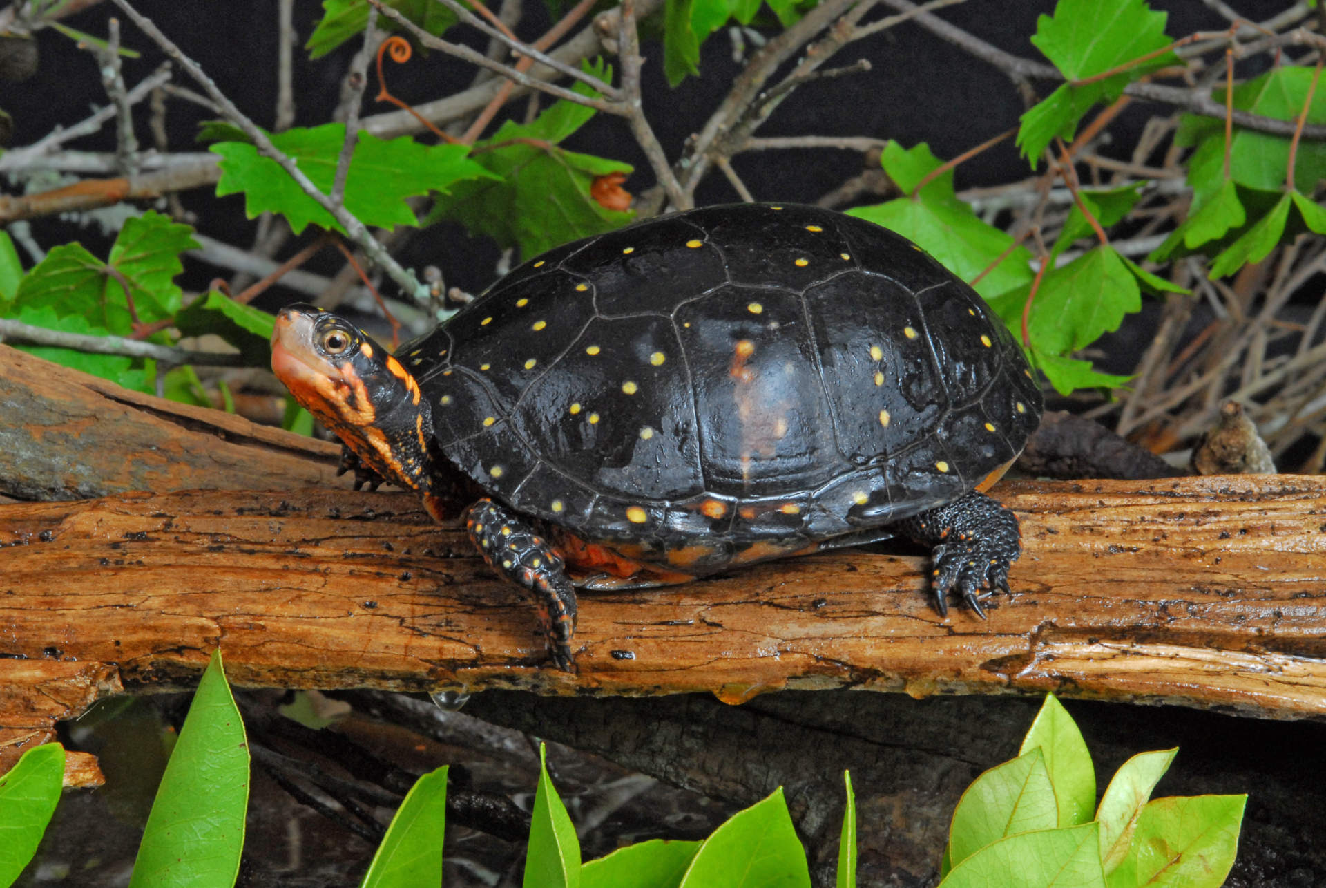 I want a pet hot sale turtle