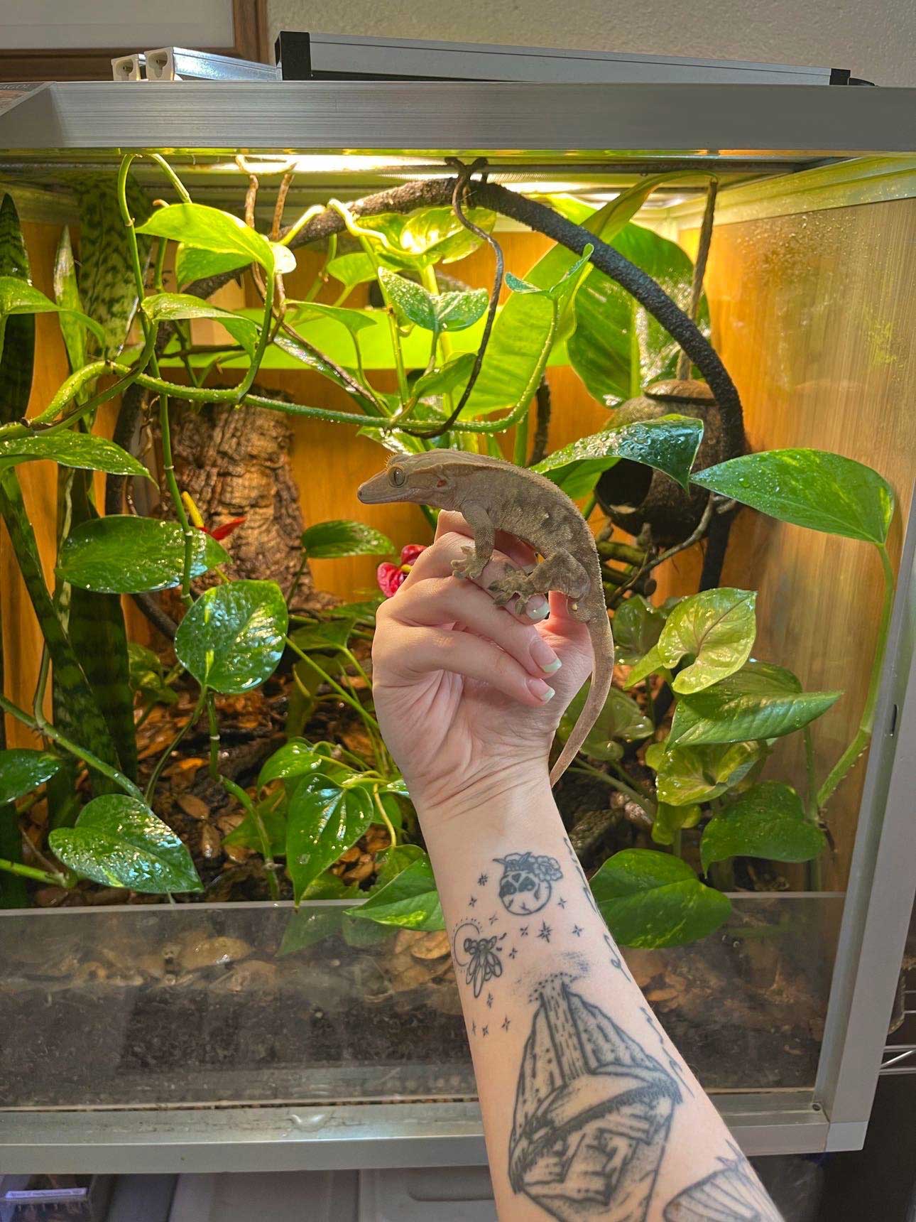 Smeagol_bioenclosure_Zilla-web