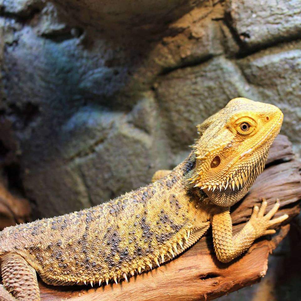 Are Bearded Dragons Solitary? - ReptileStartUp.com