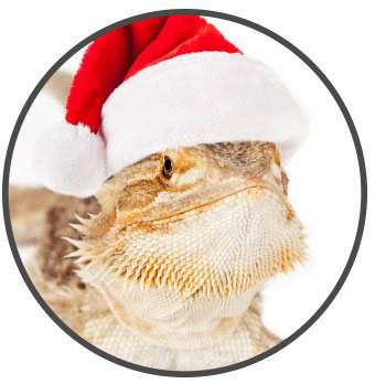 bearded dragon wearing a santa hat