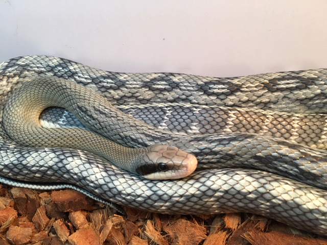 Female Vietnamese Blue Beauty Rat Snake (Orthriophis taeniurus callicyanous)