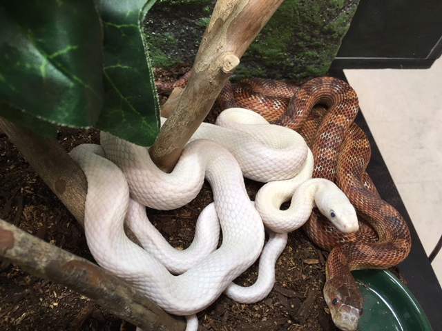 A leucistic Black Rat Snake (Pantherophis obsoleta) and a corn snake (Pantherophis guttatus) heterozygous for leucistic as cage mates
