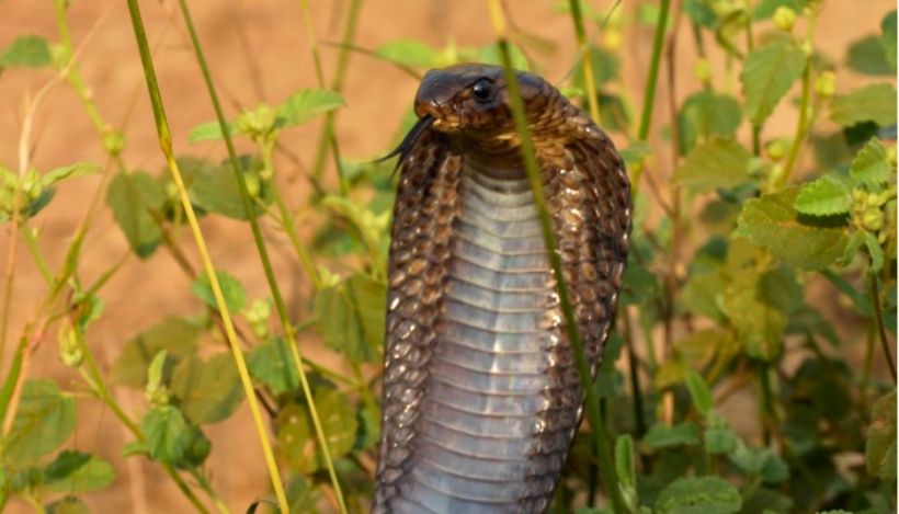 Naja melanoleuca