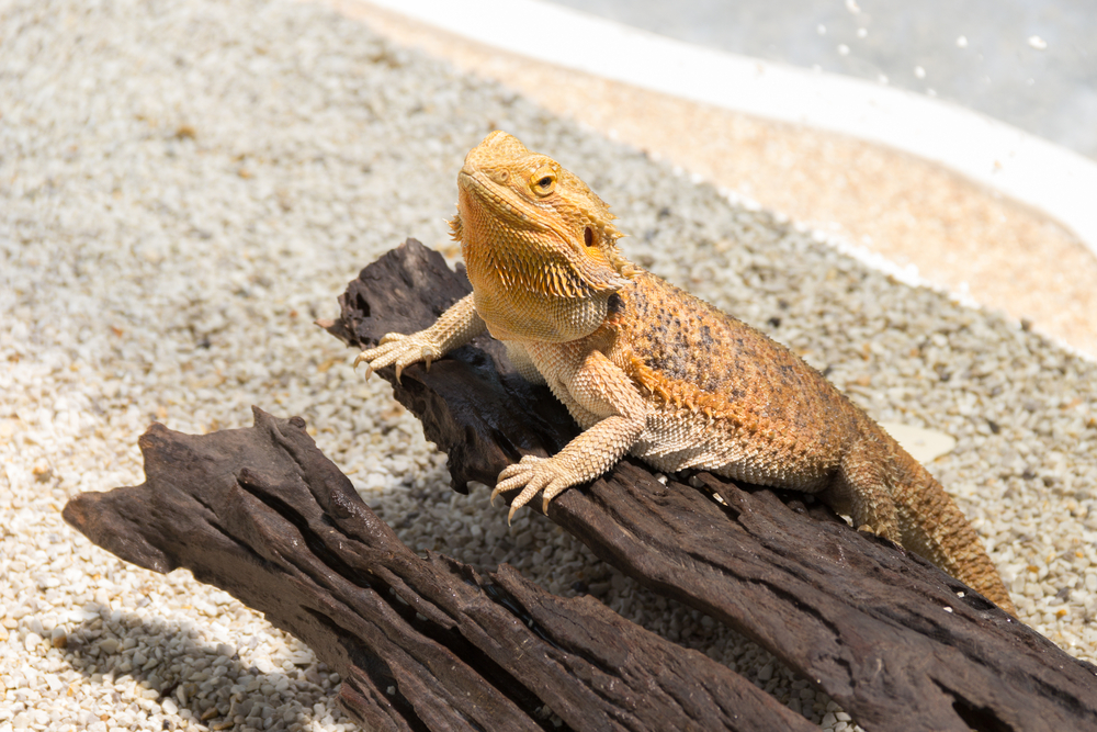 Bearded dragon bedding hotsell