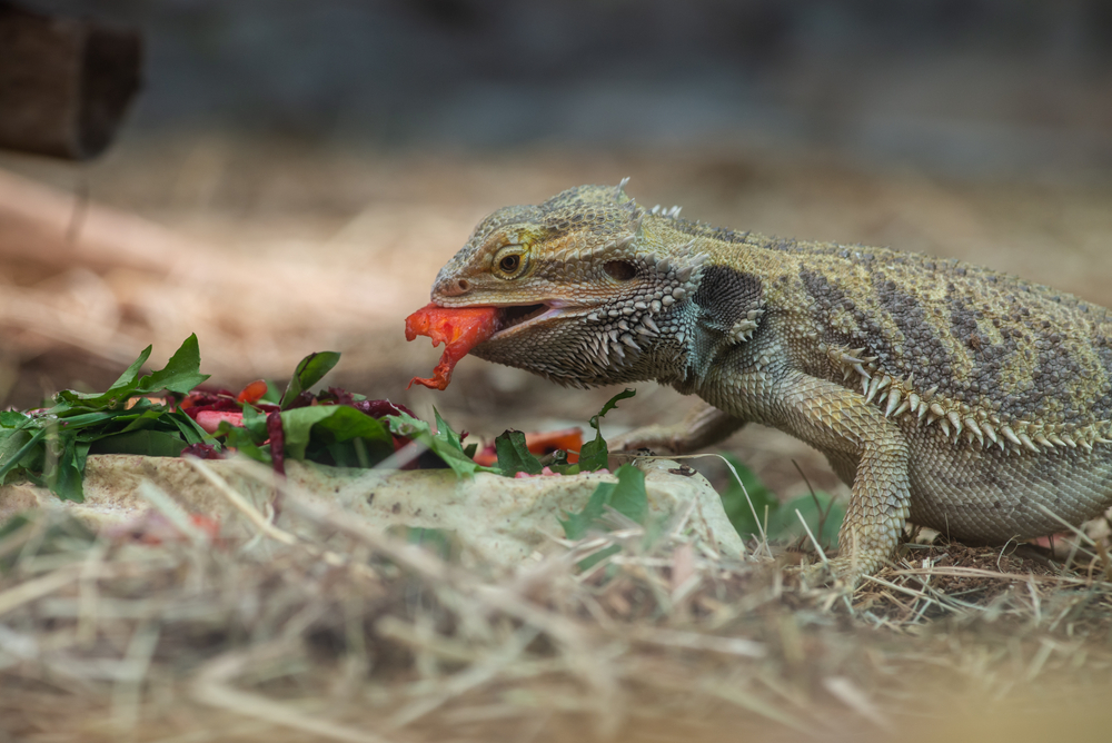 The Ultimate Guide to Bearded Dragons