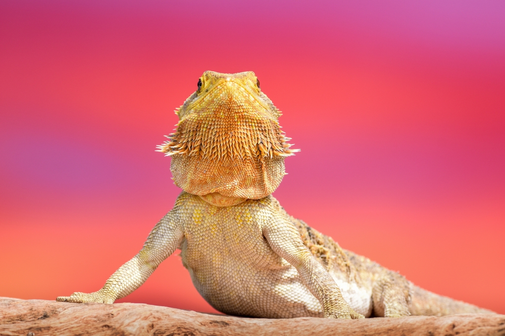 What does it mean when a bearded dragon doesn't move his head much