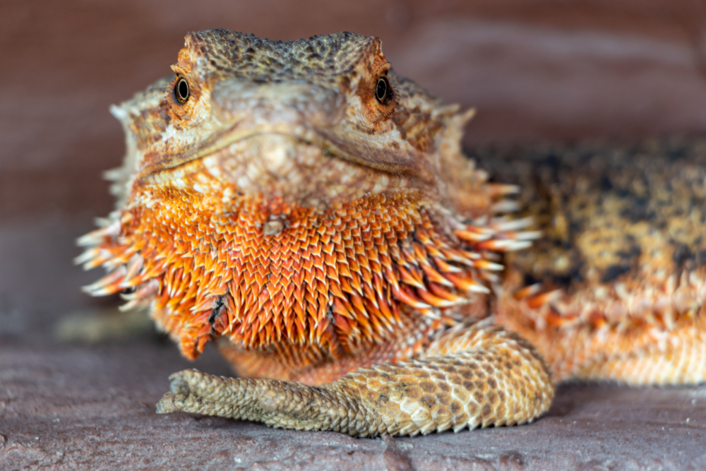 Bearded reptile best sale