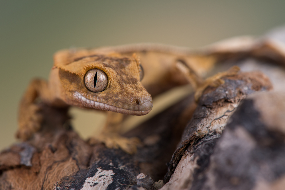 Shops crested gecko for pets at home