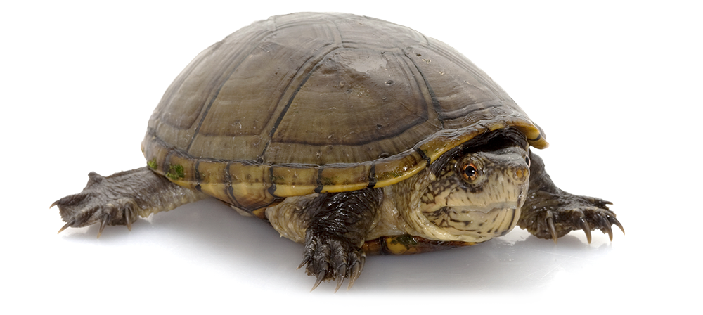 Mud Turtle
