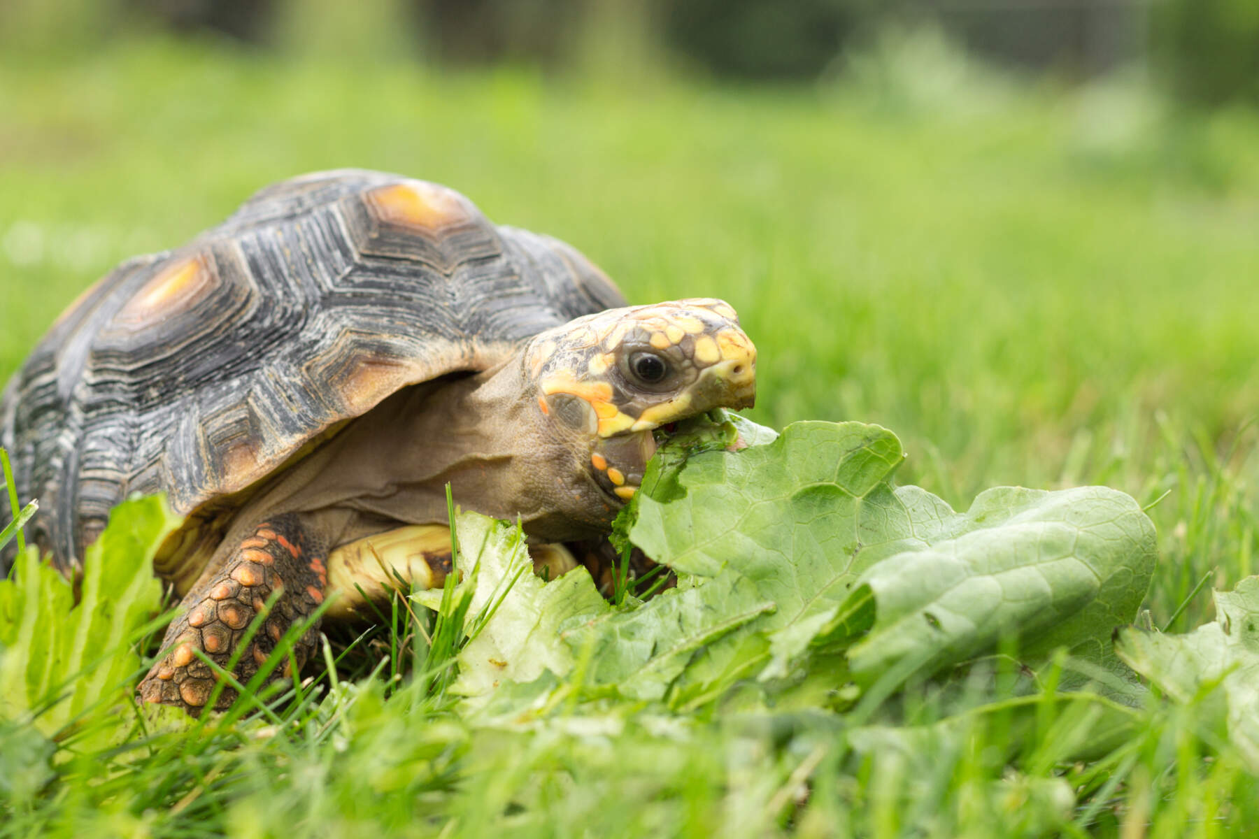 Turtle in grass