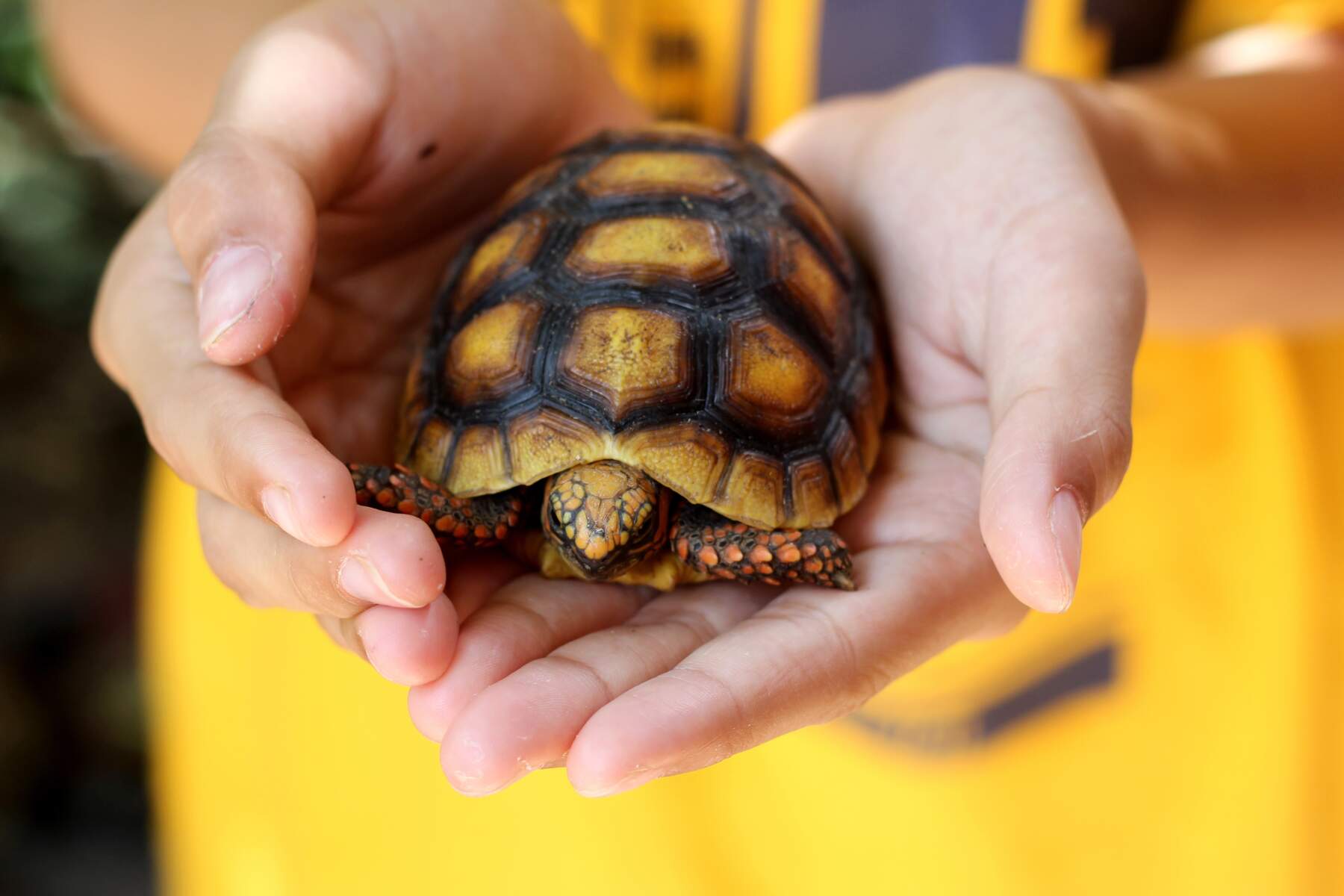 Turtle in Hands