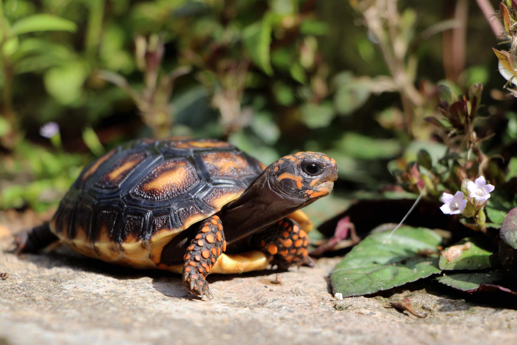 turtle on concrete