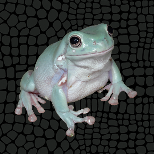 what do australian green tree frogs eat