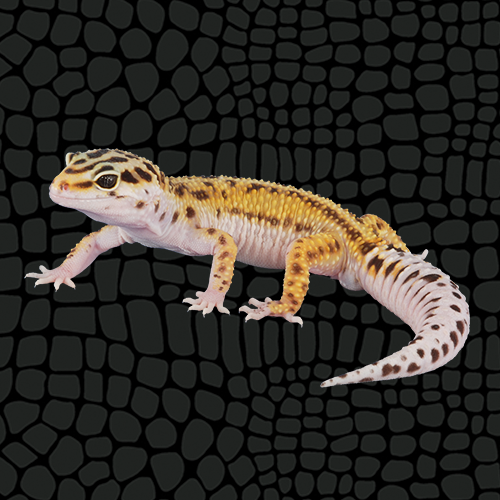 Husbandry Handbook: Leopard Gecko - Eublepharus macularius