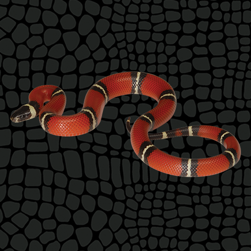 Do You Need Special Snake Lights for Your Pet Snake?