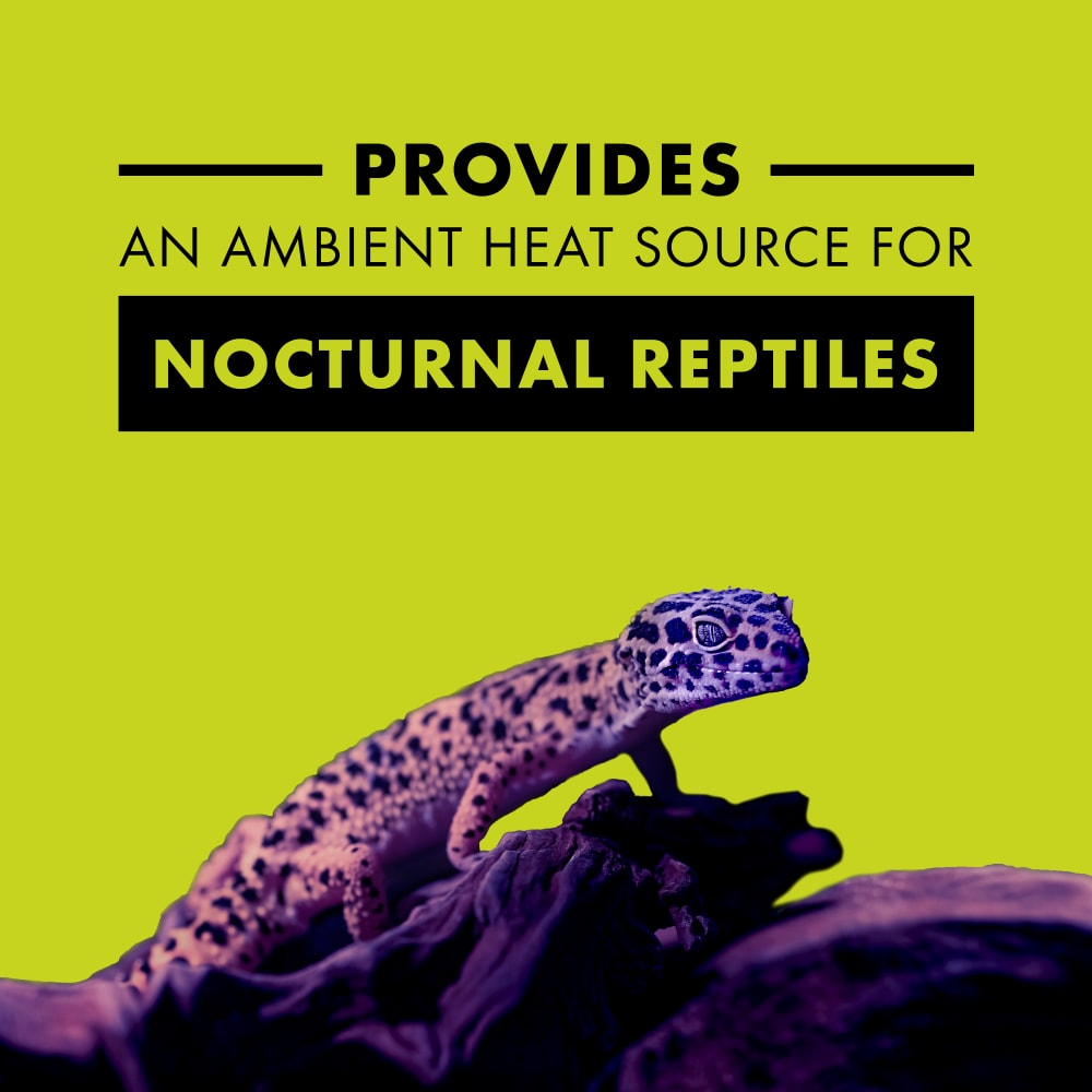 Zilla incandescent bulb in night black provides an ambient heat source for nocturnal reptiles