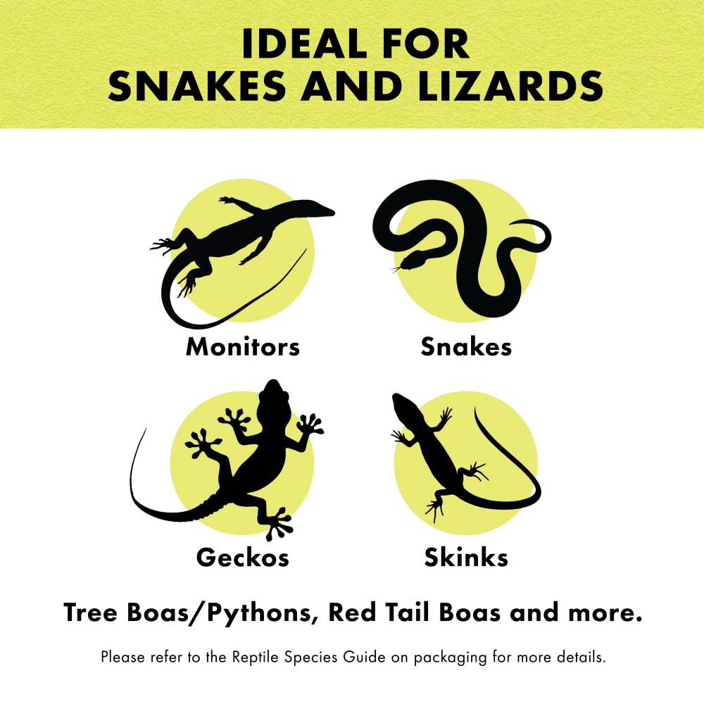 snakelizard-infographic03