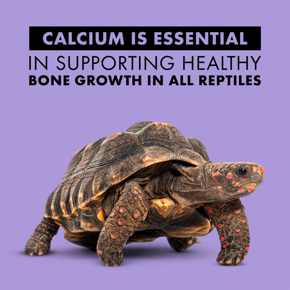 calcium-infographic02-turtle