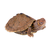 Mississippi map turtle