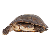 Sideneck Turtle