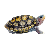 Diamondback Terrapin